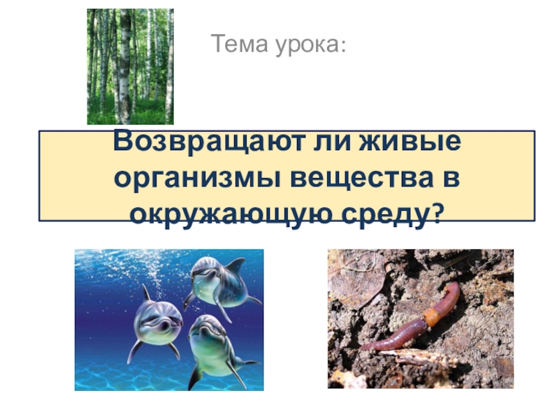 Презентация по биологии на тему Возвращают ли живые организмы вещества в окружающую среду? (5 класс ФГОС) Возвращают ли живые организмы вещества в окружающую среду?Тема урока: Возвращают ли живые организмы вещества в окружающую среду?Тема урока: