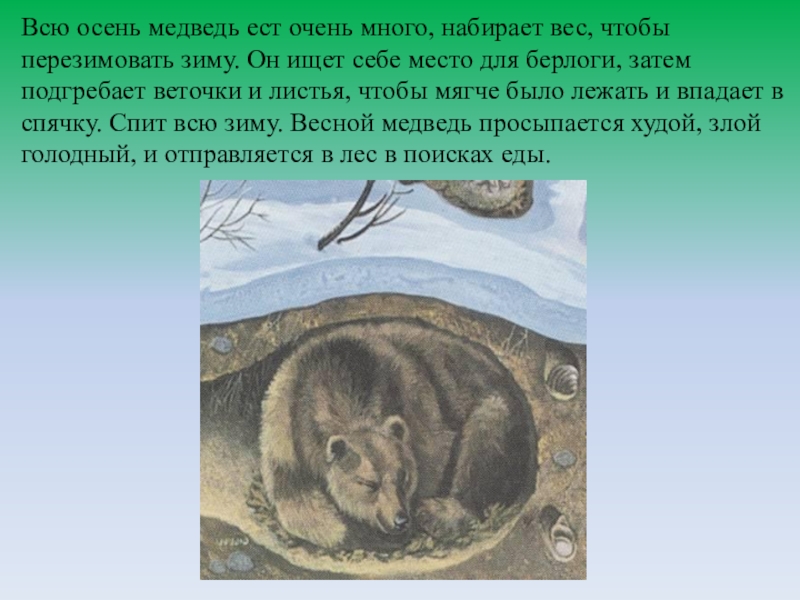 Яой спячка. Медведь ищет место для берлоги. Выдра впадает в спячку. Как медведь питается в спячке зимой.