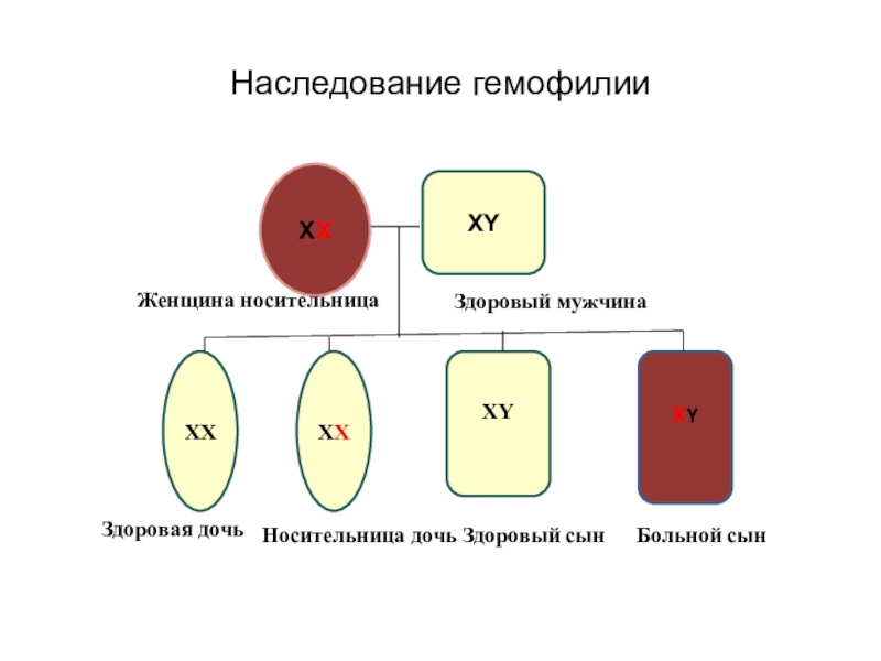 Вероятность гемофилии. Механизм наследования гемофилии. Схема наследования гемофилии ген. Наследование гемофилии у человека. Женщина носительница гемофилии.