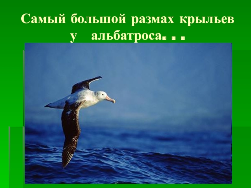 Большой размах. Самый большой размах крыльев. Самый большой размах крыльев у птиц. Самый большой размах. У какой птицы самые большие Крылья.