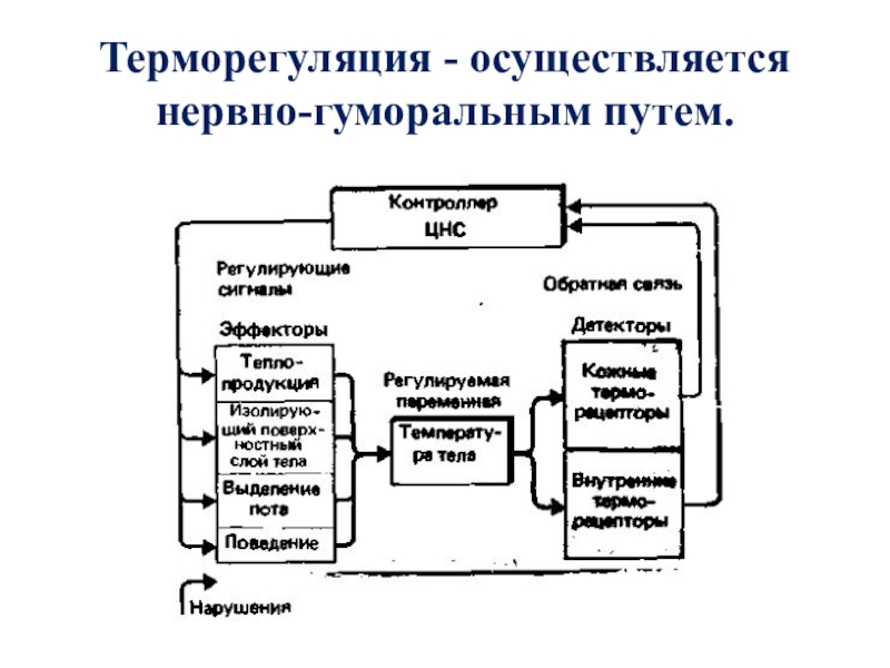 Реферат: Терморегуляция животных