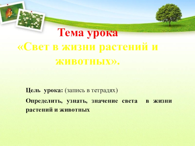 Тема урока свет. Свет в жизни растений и животных. Значение света в жизни растений и животных. Тема свет в жизни растений. Значение растений в жизни животных.