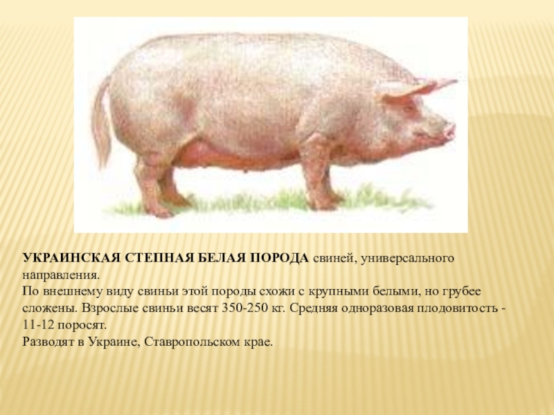 Степная свинья. Украинская Степная порода свиней. Украинская Степная белая порода свиней ландрас. Крупная белая порода свиней поросята. Порода поросят украинская Степная.