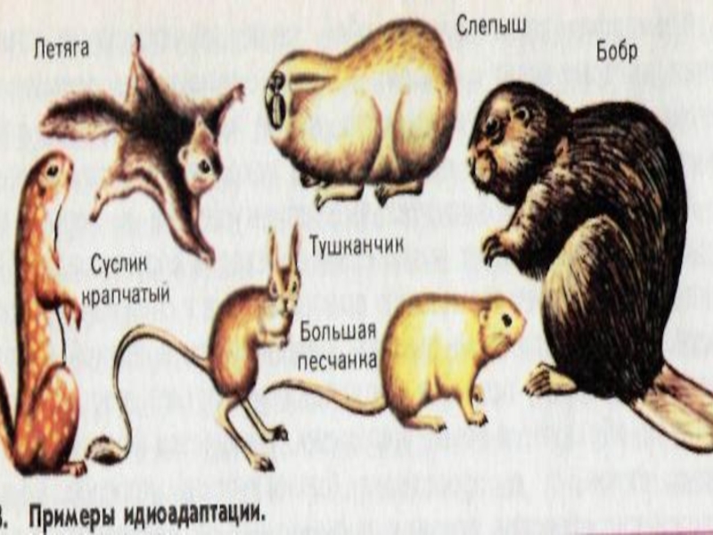 Приведите примеры идиоадаптаций у млекопитающих рассмотрите рисунки 66 и 67