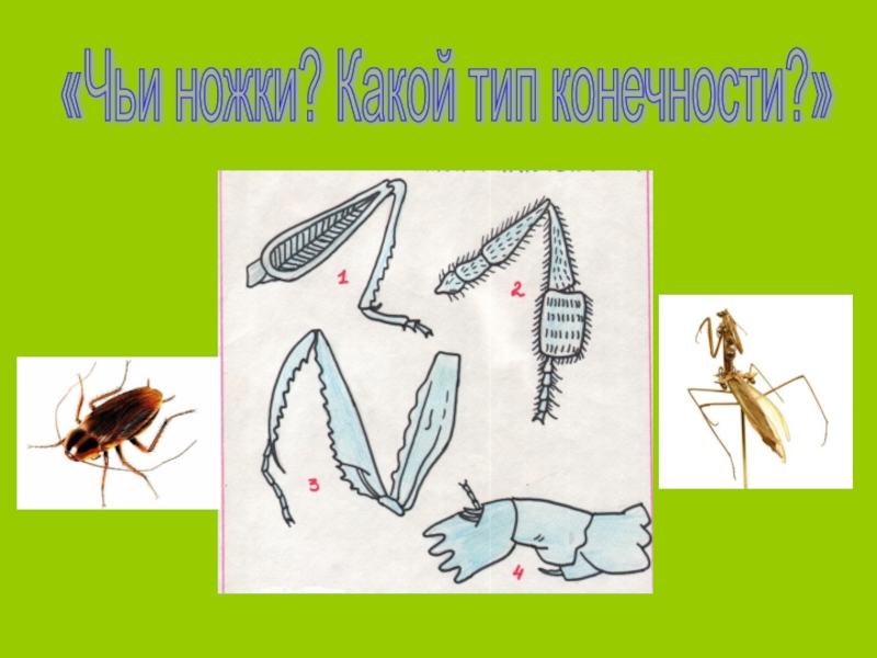 Сколько ног у насекомых 1 класс