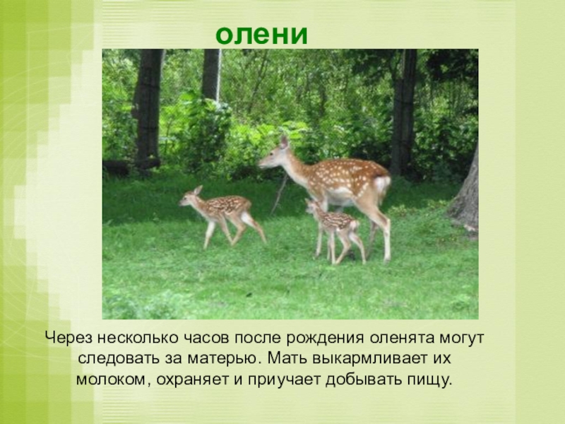 Презентация особенности размножения разных групп животных 2 класс занков