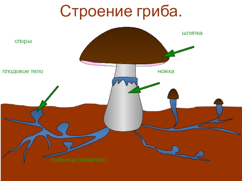 Грибница гриба. Тело гриба грибница мицелий. Шляпка плодовое тело ножка споры грибница. Строение споры гриба. Споры грибов строение.