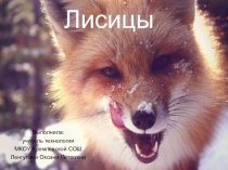 Лисицы