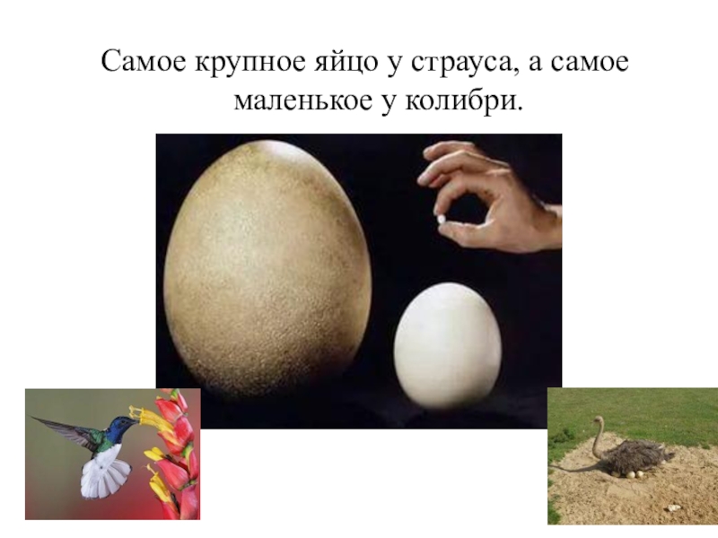 Самое сильное яйцо. Эпиорнис птица яйца. Самое большое яйцо птицы. Самые крупные птичьи яйца. Яйцо Колибри и яйцо страуса.