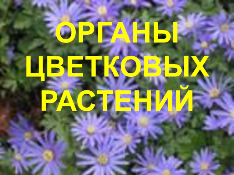 Презентация Презентация по биологии Органы цветковых растений