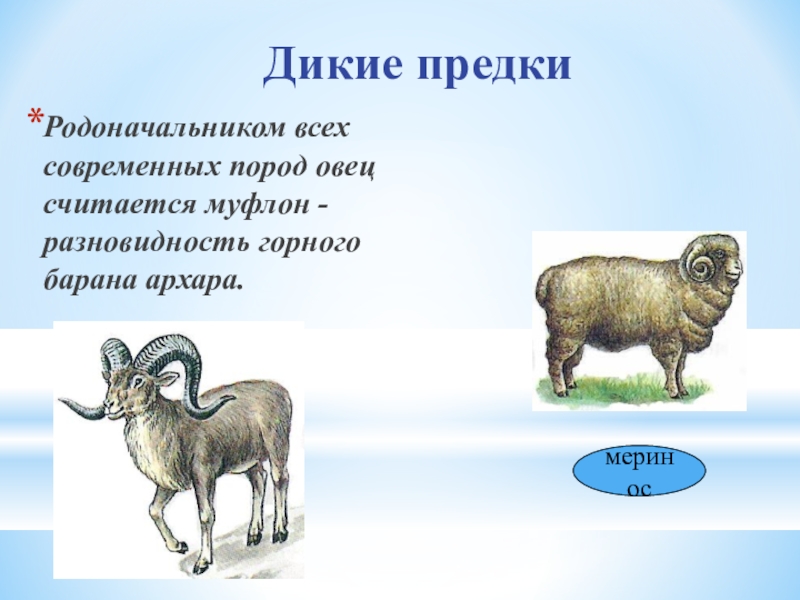 Слово с лексическим значением далекий предок родоначальник. Муфлон предок овец. Дикие предки животных. Предок барана. Дикий предок овцы.
