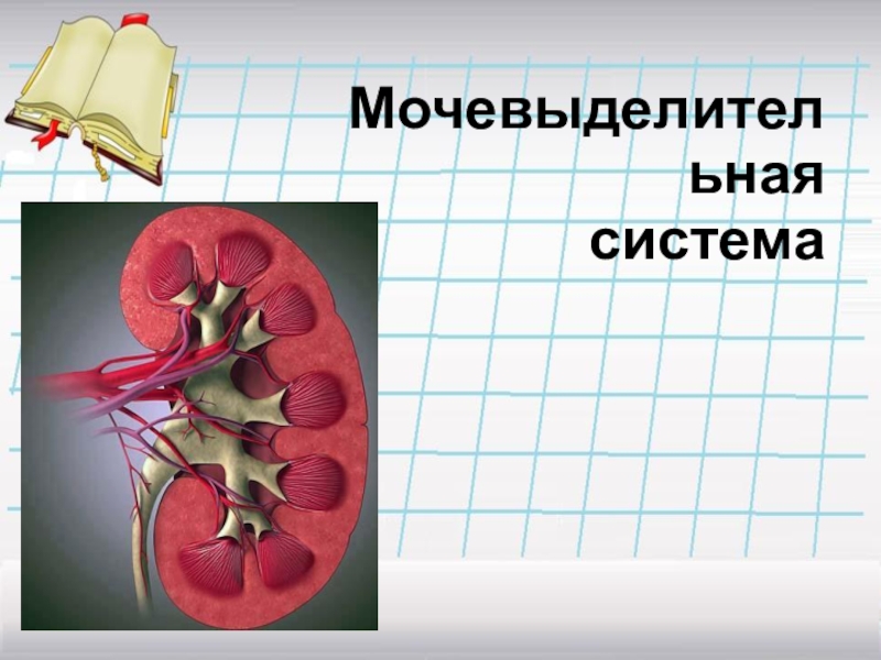 Реферат: Выделительная система человека. Реабсорбция