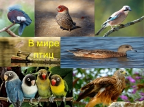 Игра-презентация В мире птиц по биологии для 6-9 классов