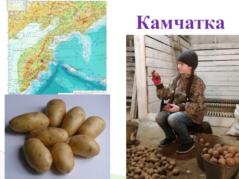 Картофель подобрать прилагательное. Урожайность картофеля на Камчатке. Путь картофеля до Камчатки. Картофель вулкан характеристика. Где посадить картошку на Камчатке лично.