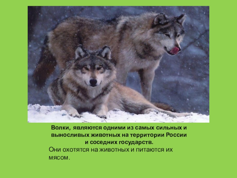 Волки являются. Каким животным является волк. Где живут волки в России. Кто самый сильный волк.