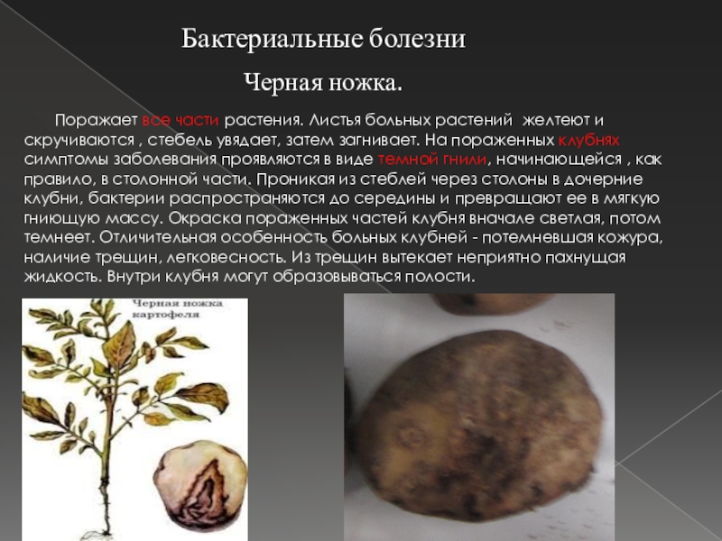 Болезни картофеля описание с фотографиями