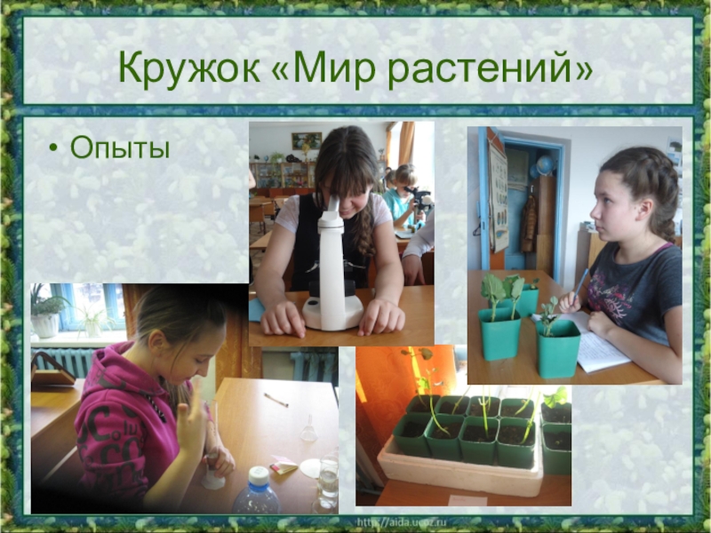 Презентация к выступлению. Опыт работы учителя в экологическом образовании Кружок «Мир растений»Опыты Кружок «Мир растений»Опыты