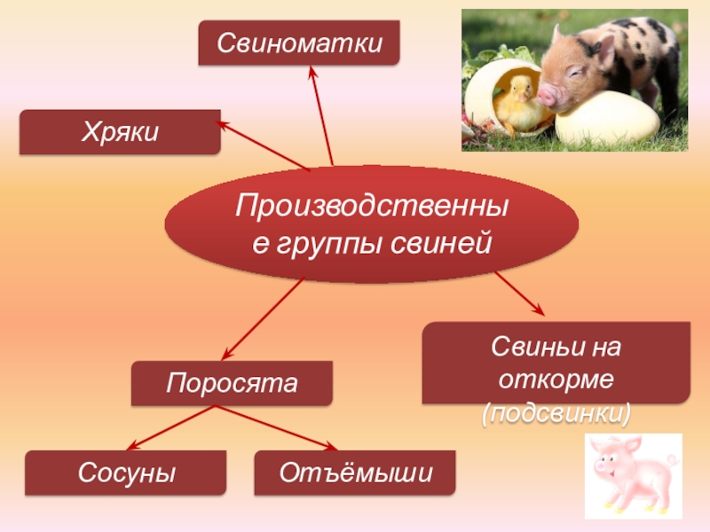 Выращивание поросят презентация 8 класс 8 вид