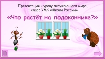 Что растет на подоконнике.