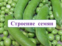 Презентация по биологии Строение семян