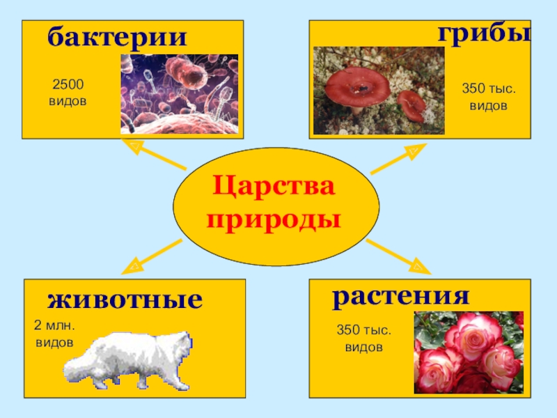 Проект по биологии 8 класс темы про животных