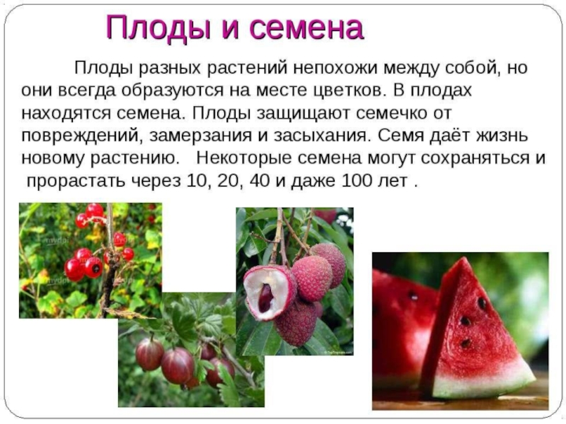 Дышат ли плоды растений. Плоды и семена разных растений. Презентация на тему плоды и семена. Сообщение о плодах. Плоды цветковых растений.