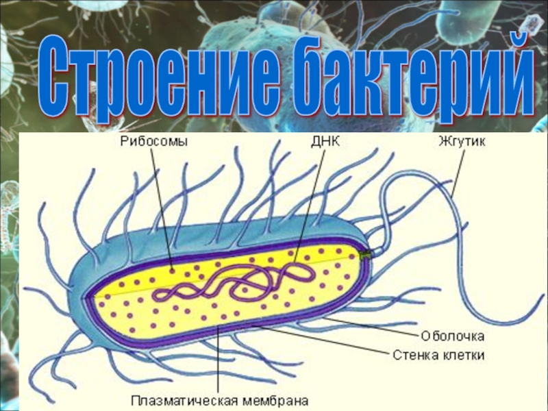 Особенности клетки бактерии 5 класс