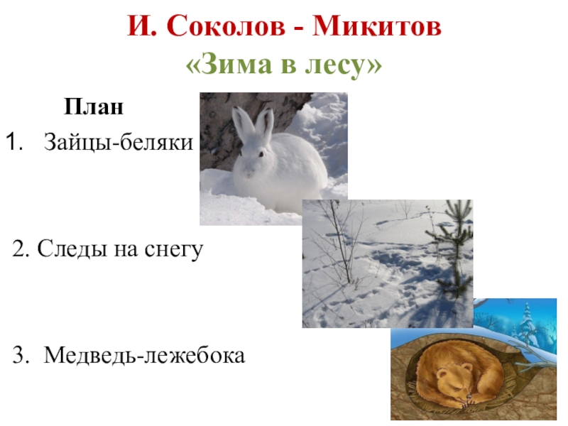 План зайцы. Соколов-Микитов зима в лесу. Соколов Микитов зима. Соколов Микитов заяц Беляк. Заяц Беляк Соколов Микитов иллюстрации.