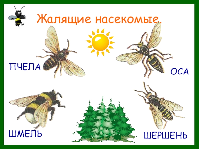 Презентация опасные насекомые 2 класс