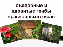 Презентация по биологии для 5-6 классов  Съедобные и ядовитые грибы Красноярского края