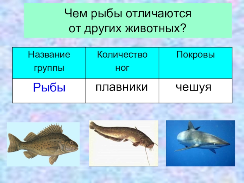 Окружающий мир 2 класс какой бывает. Рыбы группа животных. Чем рыбы отличаются от других животных. Чем рыбы отличаются от животных. Что отличает рыб от других животных.