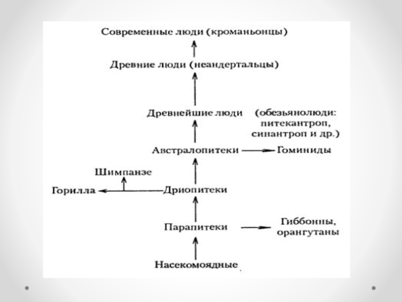 Антропогенез человека схема