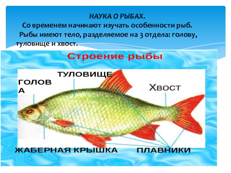 Реферат: Основные способы спортивной ловли рыбы