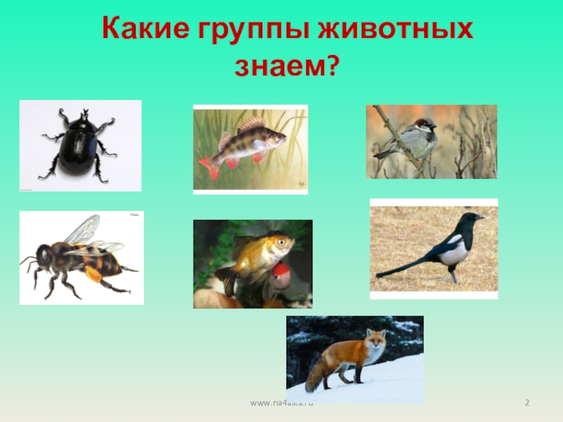 К какой группе животных относится. Какие группы животных. Какие группы животных ты знаешь. К каким группам относятся животные. Птицы к какой группе животных относится.