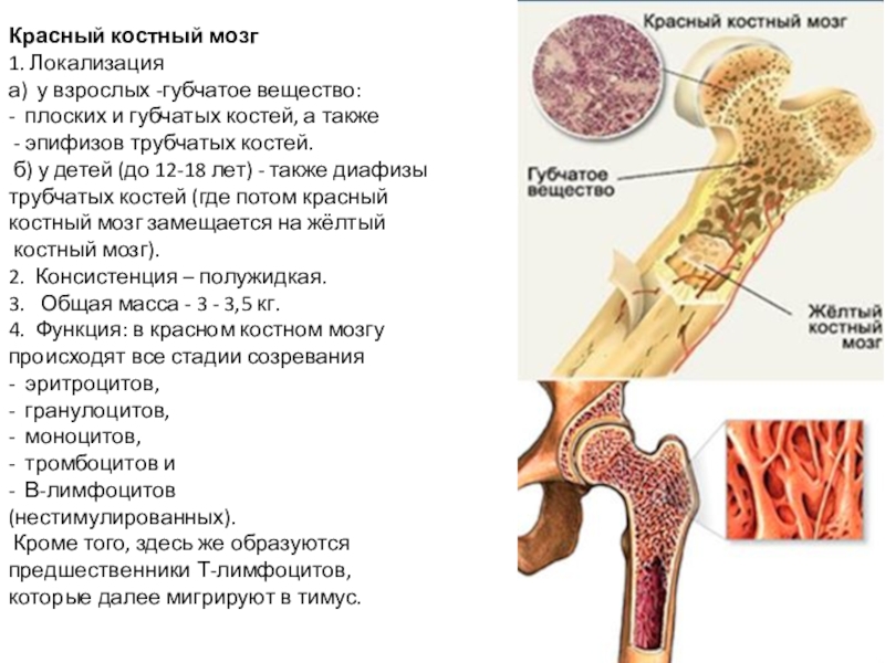 Печени и костного мозга. Красный костный мозг строение и функции. Красный костный мозг анатомические образования. Красный костный мозг расположен в эпифизах. Красный костный мозг в ячейках губчатого вещества.