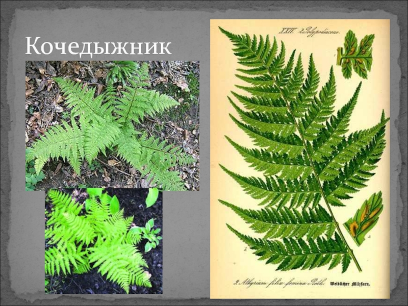 Практическая работа папоротники. Кочедыжник Филис Маас. Жизненный цикл кочедыжника. Папоротники 6 класс. Кочедыжник женский корневище.