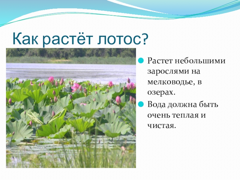 Презентация на тему: "Предметная неделя "Мой родной край" Презентация "Лотос Ком