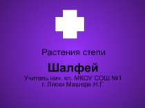 Презентация по окружающему миру на тему Растения степи. Шалфей 3 класс