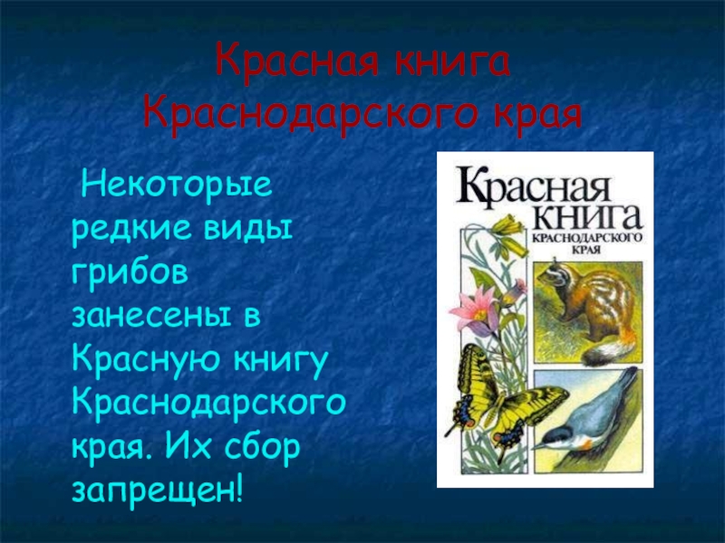 Красная книга краснодарского края. Грибы из красной книги Краснодарского края. Насекомые красной книги Краснодарского края. Насекомые Краснодарского края занесенные в красную книгу.