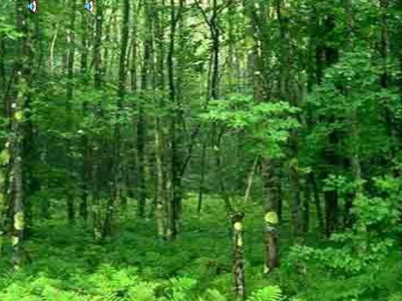 Презентация по окружающему миру по теме :Прогулка в лес. Правила поведения в лесу.