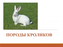 Презентация по сельскохозяйственному труду  Породы кроликов