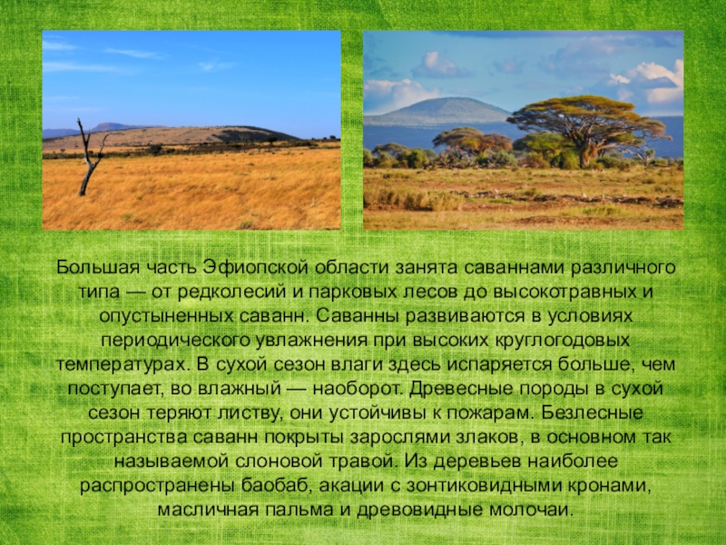 Саванны и редколесья занимают обширные равнины африки. Эфиопская биогеографическая область растительность. Саванна природная зона климат. Австралия природная зона саванны растительность.