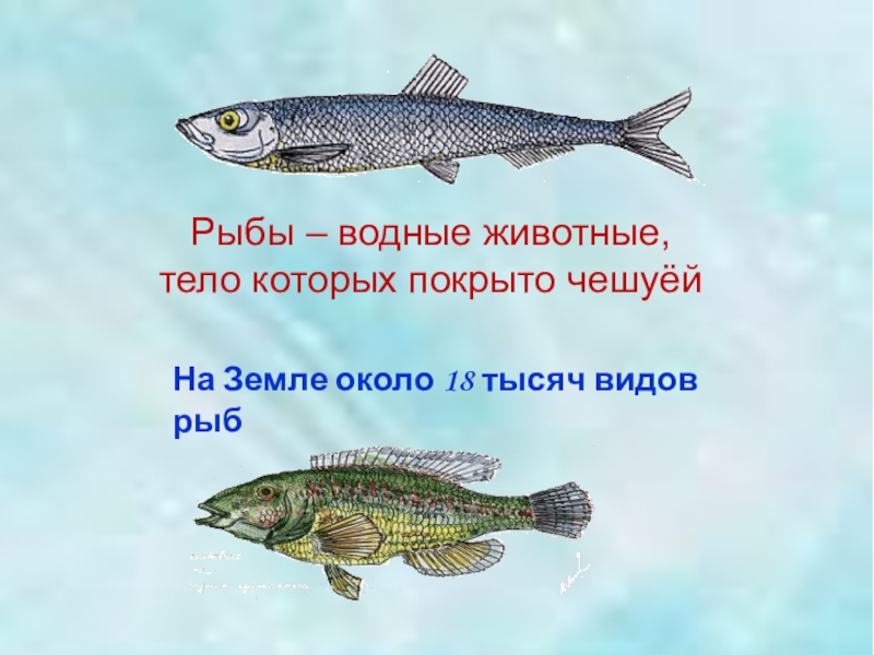 Кто такие рыбы 1 класс окружающий мир. Водные животные тело которых покрыто чешуей. Тело рыб покрыто чешуей. Рыбы у которых тело покрыто чешуёй название?. Рыбы тело которых не покрыто чешуей.