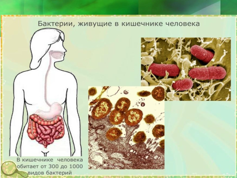 Биология технологическая карта урока бактерии