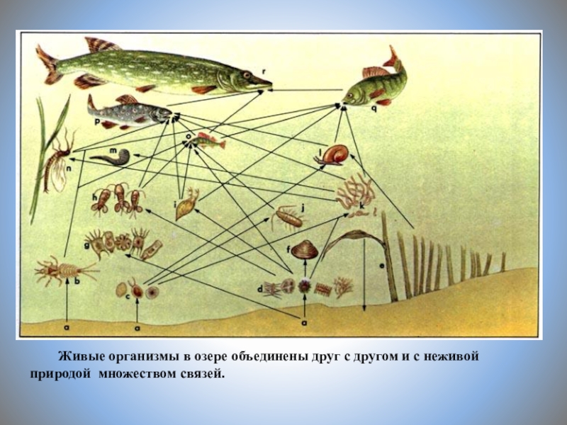 Живые организмы в озере объединены друг с другом и с неживой природой множеством связей.