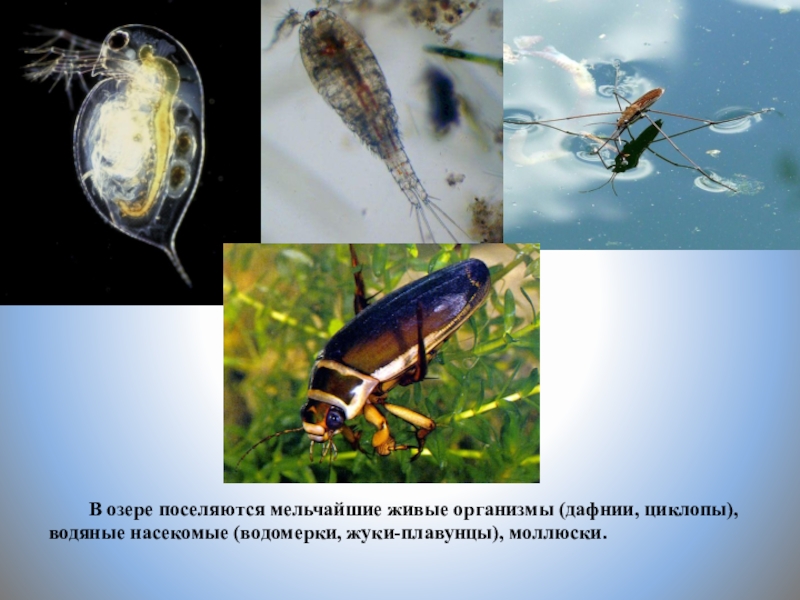 Живые организмы байкала. Водные насекомые. Насекомые пресных водоемов. Водяные насекомые Байкала. Мелкие водные насекомые.