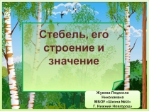 Презентация по биологии на тему Стебель. Строение и значение (6 класс)