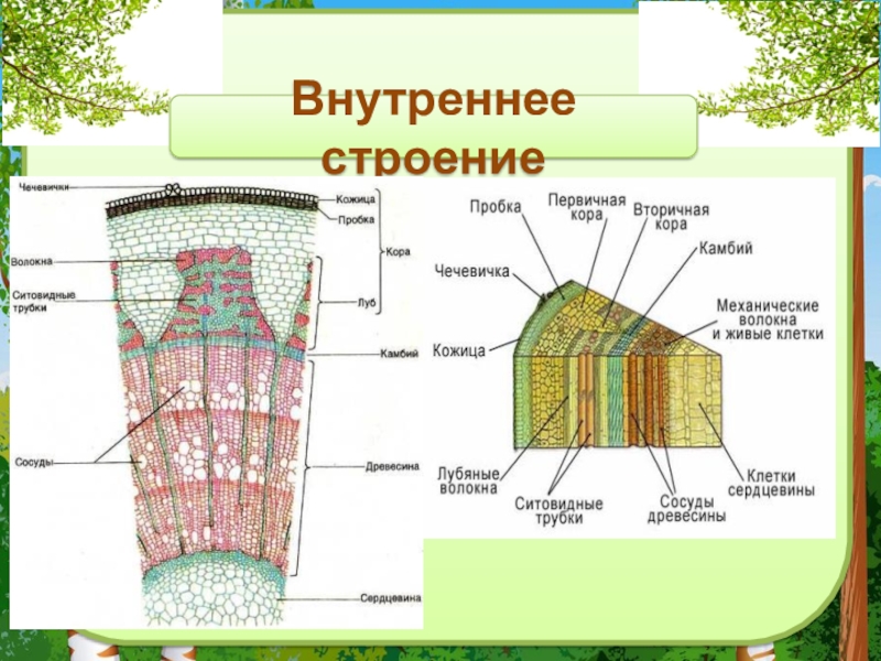 Внутреннее строение части стебля. Внутреннее строение стебля пшеницы. Строение стебля 6 класс биология. Внутреннее строение стебля Соломины. Строение стебля биология.
