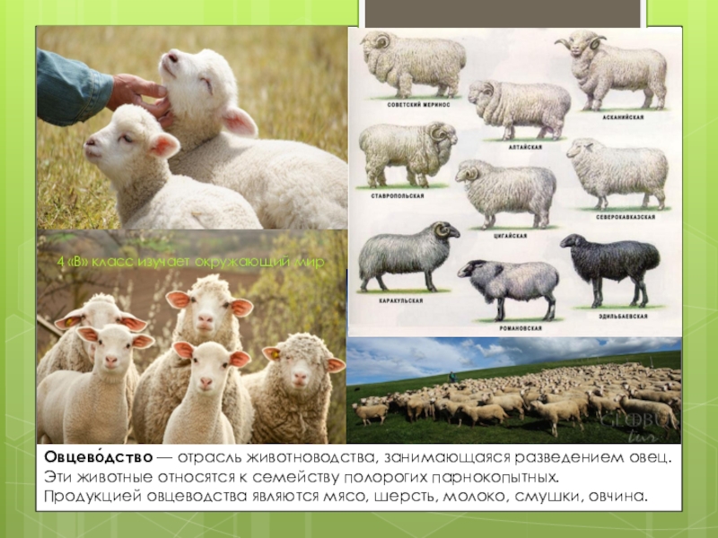 Какие направления имеет скотоводство 3. Овцеводство отрасль животноводства. Животноводство овцы. Животноводство окружающий мир. Разведение животных овцеводство.