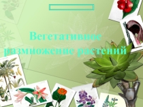 Презентация Вегетативное размножение растений